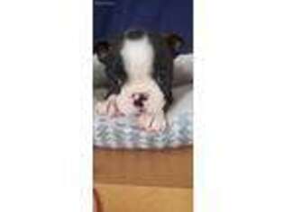 Boston Terrier Puppy for sale in Monetta, SC, USA