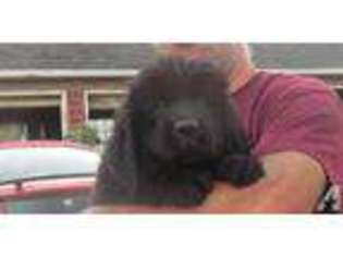 Newfoundland Puppy for sale in ARPIN, WI, USA
