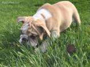 Bulldog Puppy for sale in Watertown, NY, USA