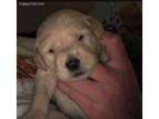Labradoodle Puppy for sale in Elk City, OK, USA