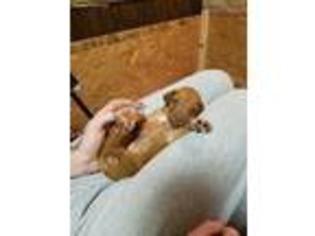 Rhodesian Ridgeback Puppy for sale in Wapakoneta, OH, USA