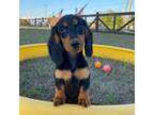 Dachshund Puppy for sale in Pflugerville, TX, USA