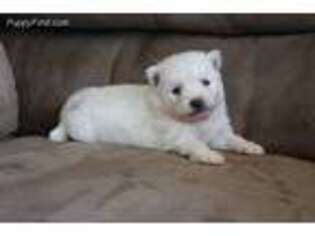 Mutt Puppy for sale in Seymour, IA, USA