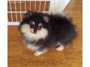 Pomeranian Puppy for sale in Clinton, MI, USA