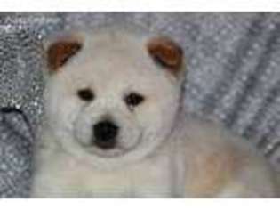 Shiba Inu Puppy for sale in Hughesville, MO, USA