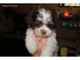 Havanese Puppy for sale in Carrollton, TX, USA