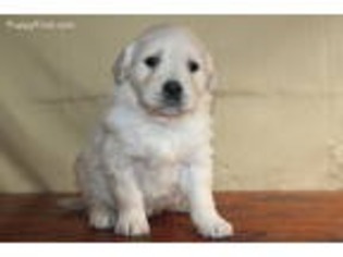 Golden Retriever Puppy for sale in Novelty, MO, USA