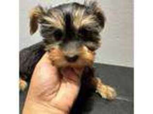 Yorkshire Terrier Puppy for sale in Barnstable, MA, USA