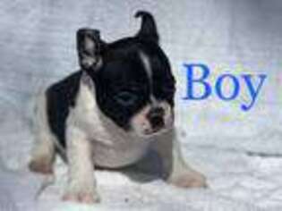 French Bulldog Puppy for sale in Cullman, AL, USA