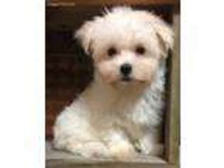 Maltese Puppy for sale in Center Ridge, AR, USA