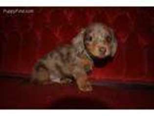 Dachshund Puppy for sale in Oxford, PA, USA