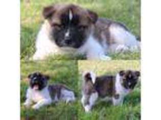 Akita Puppy for sale in Waco, TX, USA