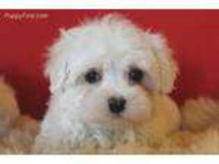 Maltese Puppy for sale in Social Circle, GA, USA