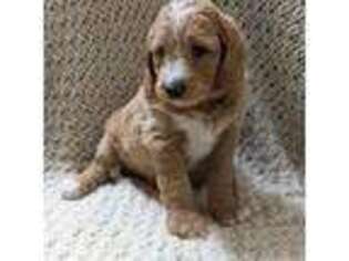 Goldendoodle Puppy for sale in Myerstown, PA, USA