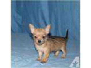 Chorkie Puppy for sale in DERRY, NH, USA