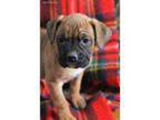 Boxer Puppy for sale in Penn Yan, NY, USA