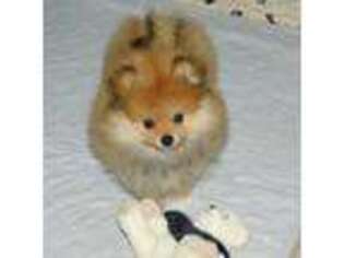 Pomeranian Puppy for sale in Strasburg, CO, USA