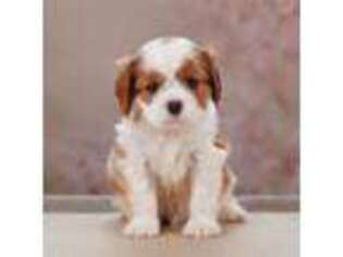 Cavalier King Charles Spaniel Puppy for sale in Tucson, AZ, USA