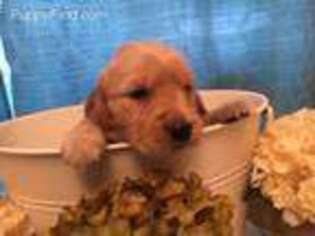 Golden Retriever Puppy for sale in Vancouver, WA, USA