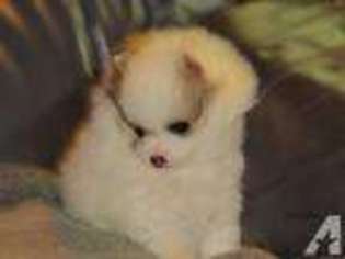 Pomeranian Puppy for sale in EATONVILLE, WA, USA