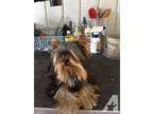 Yorkshire Terrier Puppy for sale in LAFAYETTE, LA, USA