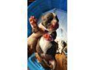 Boxer Puppy for sale in North Adams, MA, USA