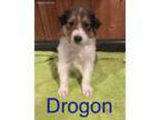 Collie Puppy for sale in Morocco, IN, USA