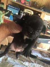 French Bulldog Puppy for sale in Garden Grove, CA, USA