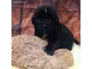 Newfoundland Puppy for sale in Lubbock, TX, USA