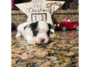 Shorkie Tzu Puppy for sale in New Douglas, IL, USA