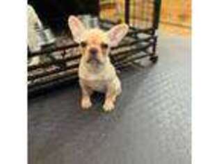 French Bulldog Puppy for sale in Tucker, GA, USA