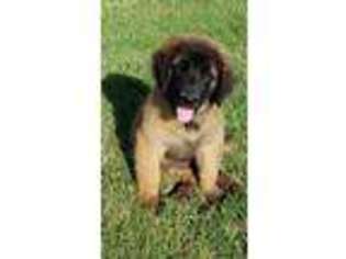 Leonberger Puppy for sale in Neosho, MO, USA