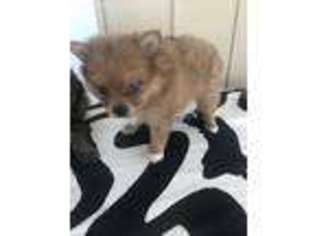 Pomeranian Puppy for sale in Calhoun, MO, USA