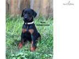 Doberman Pinscher Puppy for sale in Youngstown, OH, USA