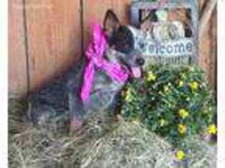 Australian Cattle Dog Puppy for sale in Williamsville, MO, USA