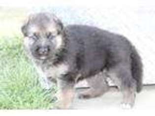 German Shepherd Dog Puppy for sale in Osceola, IA, USA