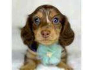 Dachshund Puppy for sale in Orangeburg, SC, USA