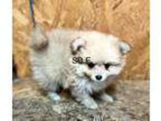 Pomeranian Puppy for sale in Fort Gay, WV, USA