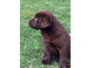 Labrador Retriever Puppy for sale in Poplar Bluff, MO, USA