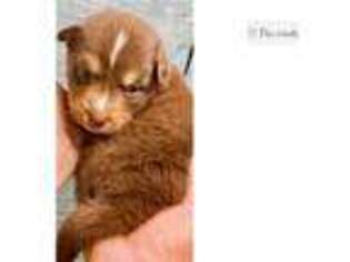 Australian Shepherd Puppy for sale in Unknown, , USA