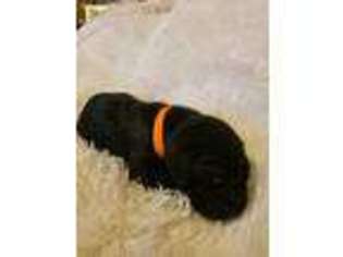 Great Dane Puppy for sale in Crossville, TN, USA
