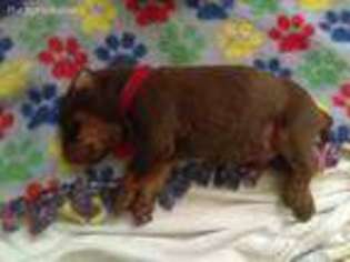 Doberman Pinscher Puppy for sale in Morriston, FL, USA