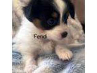 Papillon Puppy for sale in Perrysburg, OH, USA