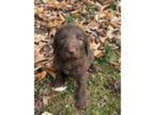 Labradoodle Puppy for sale in Whitesburg, KY, USA