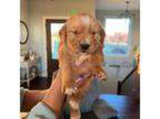 Golden Retriever Puppy for sale in Fayette, MO, USA