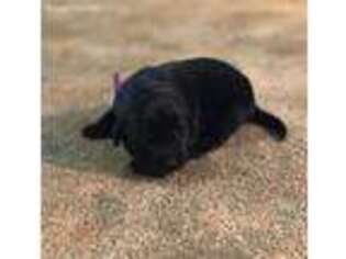 Labrador Retriever Puppy for sale in Gold Beach, OR, USA