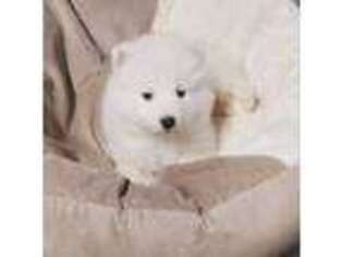Samoyed Puppy for sale in Durant, OK, USA