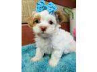 Poovanese Puppy for sale in Williamsville, MO, USA