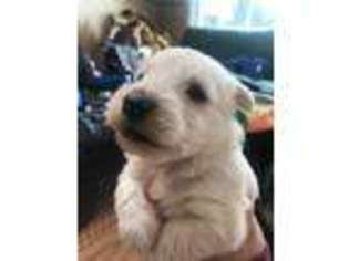 Scottish Terrier Puppy for sale in Del Norte, CO, USA