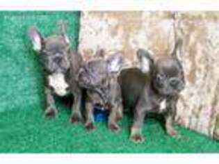 French Bulldog Puppy for sale in Chatham, NJ, USA